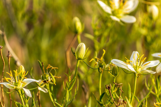 closeup of wild rue, Syrian rue, African rue, Esfand or harmel flower bud