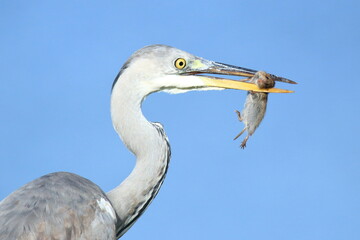 Grey heron caught small vole on the meadow