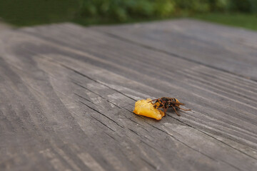 Bee eats a slice of peach on a brown wooden table 