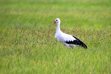 Storch in einer Wiese / Ciconia