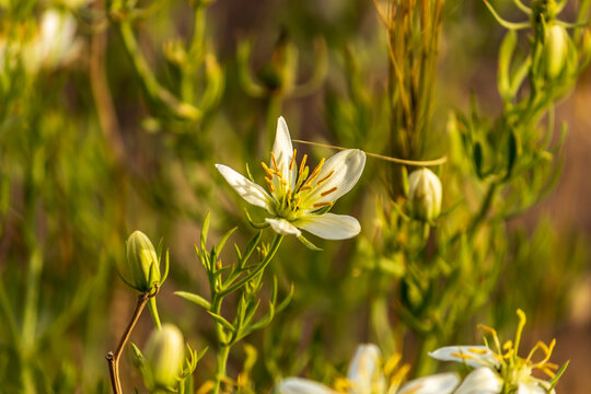 closeup of wild rue, Syrian rue, African rue, Esfand or harmel flower