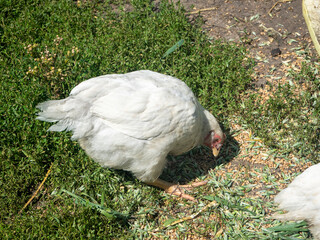 white chicken that pecks on the ground in the village © Sergey