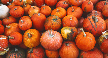 Autumn harvest of pumpkins.