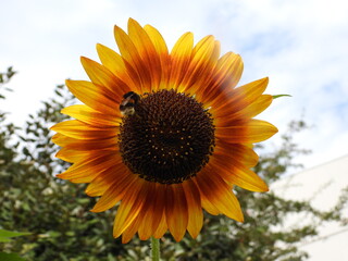 Naklejka premium tournesol