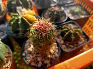 Beautiful hairy cactus family red feathered mammals yellow feathers goat hair cat fur