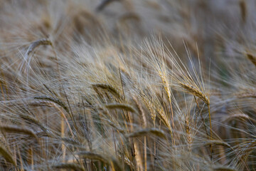 Le Tour du Lac de l'Escale itinerary, Château-Arnoux, Val de Durance, Alpes Haute Provence, France, Europe