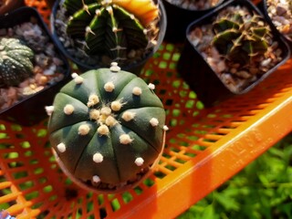 Cactus family Astro, smooth surface, beautiful pattern surface