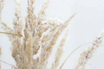 Fluffy dried plants bouquet on white background.Floral minimal home interior concept.Poster