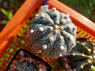 Cactus family Astro, smooth surface beautiful pattern surface