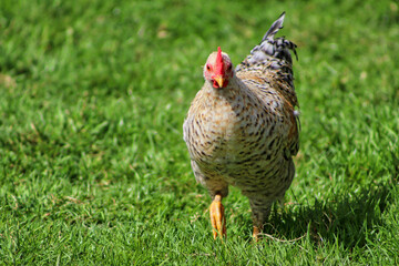 Chicken walking on the grass