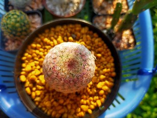 Beautiful colored head renno cactus