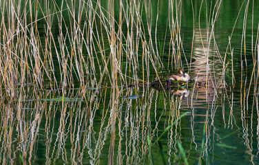 Fototapeta premium Great crested grebe (Podiceps cristatus)