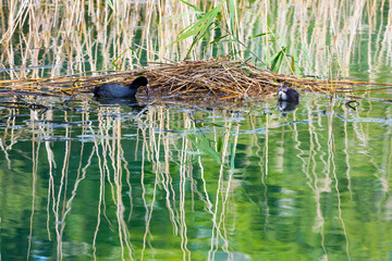 The Eurasian coot (Fulica atra), also known as coot