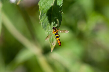the long hoverfly (Sphaerophoria scripta)tarka darázslégy,