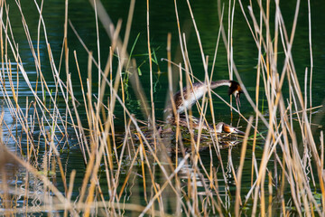 Great crested grebe (Podiceps cristatus)