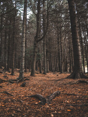 Bosque de pinos en otoño con el suelo cubierto