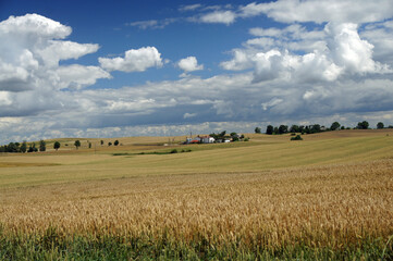 Fototapeta na wymiar Rural landscape - little farm in the middle of wheat field. Field of gold wheat in summer sun, white clouds in blue sky.