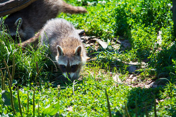 Two raccoon playing in green grass background. Selective focus