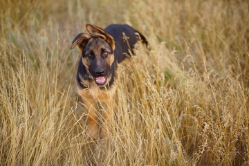 german shepherd dog running