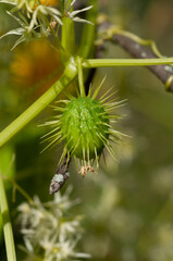 wild cucumber (Echinocystis lobata) süntök
