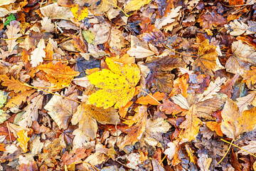Winter Leaves 