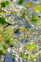 Perez's frog, also known as Iberian waterfrog, Iberian green frog, or Coruna frog (Pelophylax perezi)