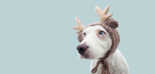 Banner puppy dog celebrating christmas with a reindeer antlers hat looking side. Isolated on blue background. © Sandra