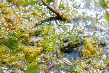 Perez's frog, also known as Iberian waterfrog, Iberian green frog, or Coruna frog (Pelophylax perezi)