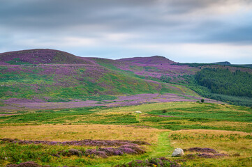 Fototapeta premium Simonside Hills Ridge and Forest, popular with walkers the Simonside Hills are covered with heather in late summer, they are part of Northumberland National Park near Rothbury, overlooking Coquetdale 