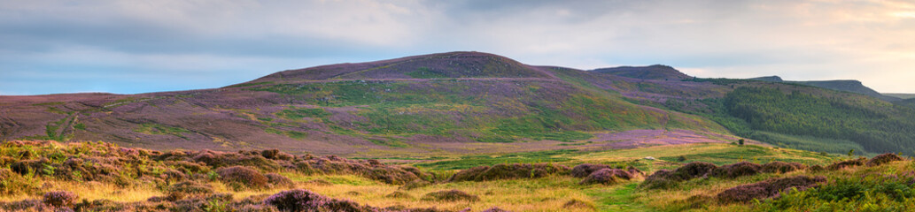 Fototapeta premium Panorama of heather covered Simonside Hills, popular with walkers the Simonside Hills are covered with heather in late summer, they are part of Northumberland National Park near Rothbury 