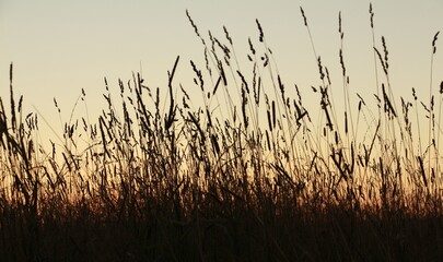 Поле закат трава небо осень 