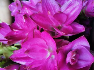Fototapeta premium close up of pink rose petals