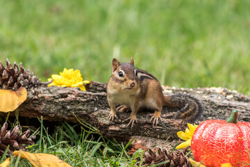 Eastern Chipmunk, Tamias striatus, posed with rustic fall decor leaves pumpkins acorns for Autumn