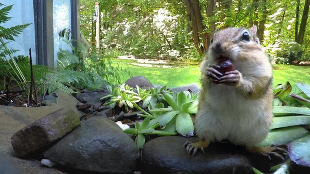 Chipmunk in our rock garden nibbling on a raisin before pushing it into and filling his cheek pouch.  Windsor NY