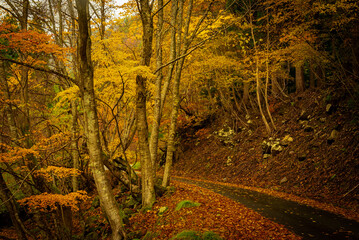 兵庫県・横行渓谷の紅葉風景