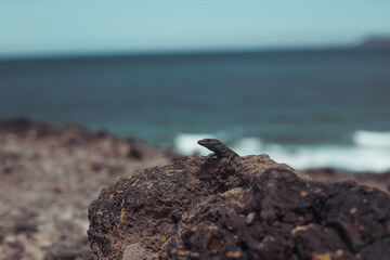 fuerteventura