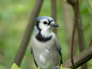 Bluejay looking right
