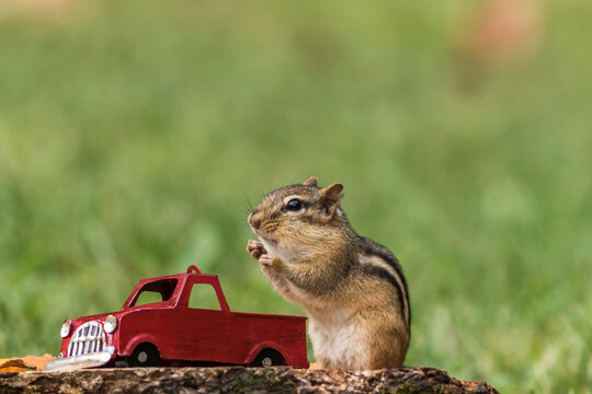 Chipmunk stuffs checks with peanuts out of red truck for fall season