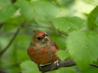 Young Male Cardinal