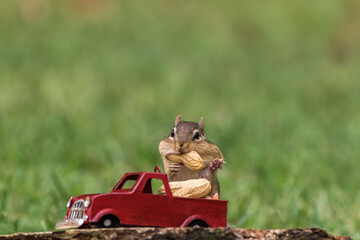 Chipmunk stuffs checks with peanuts out of red truck for fall season
