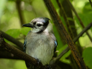 Bluejay looking left