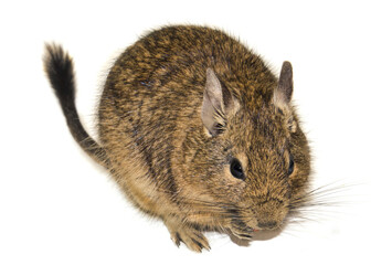 The Chilean degu squirrel eats selective focus