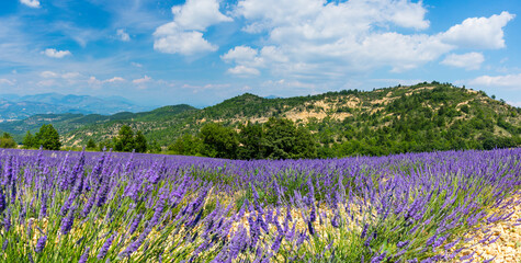 Lavender (Lavandula angustifolia) fields, Valensole Plateau, Alpes Haute Provence, France, Europe