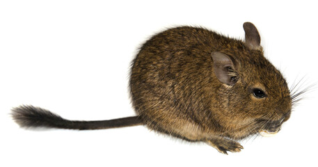 Chilean degu squirrel with a bushy tail selective focus