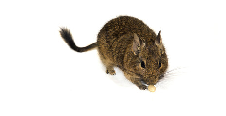 a degu squirrel with a bushy tail sneaks up on a nut selective focus - obrazy, fototapety, plakaty