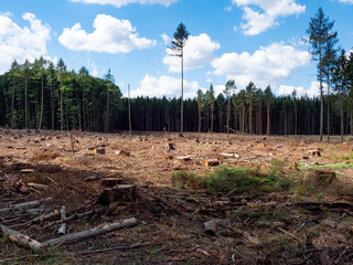 Rodung wegen Waldsterben