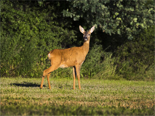 Sarna © KrzysztofAleksander