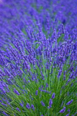 Lavender (lavandin) fields, Valensole Plateau, Alpes Haute Provence, France, Europe