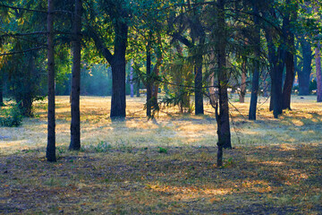 nature, a trail in the city Park early in the morning, bright sunlight and long shadows of trees