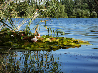 Water lily in the water